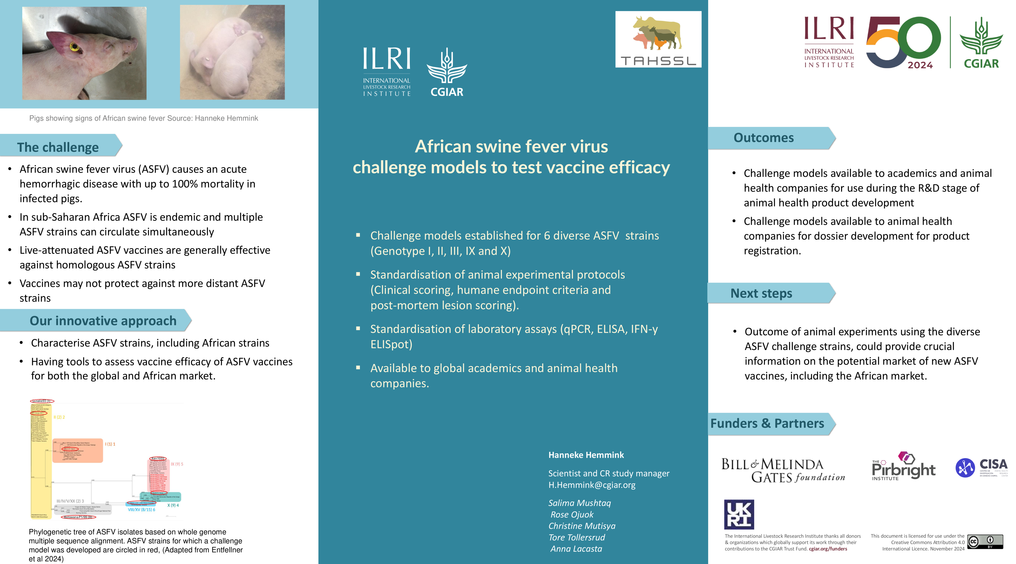 African swine fever virus challenge models to test vaccine efficacy