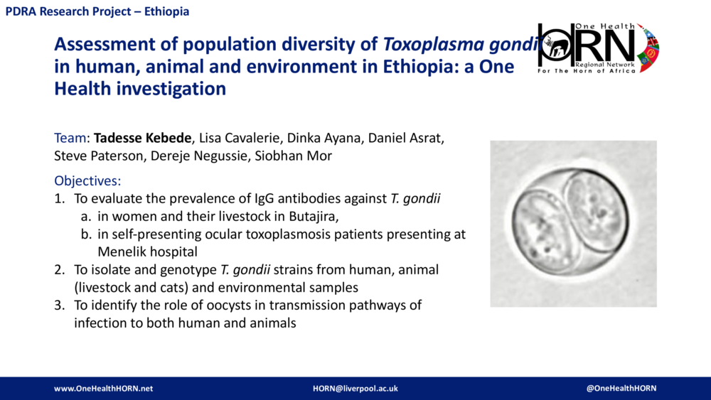 Assessment of population diversity of Toxoplasma gondii in human, animal and environment in Ethiopia: a One Health investigation