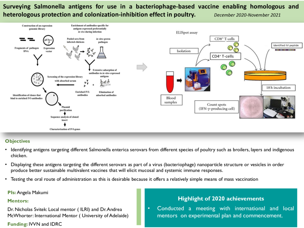 Surveying Salmonella antigens for use in a bacteriophage-based vaccine enabling homologous and heterologous protection and colonization-inhibition effect in poultry