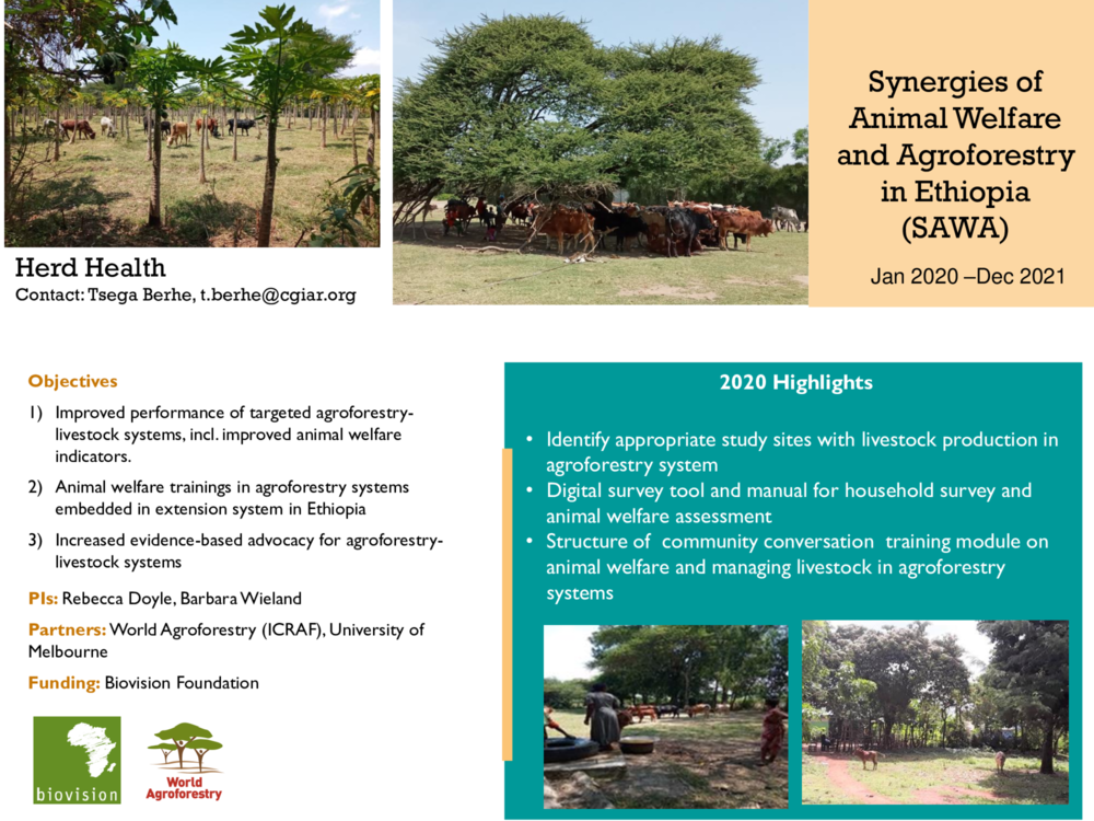 Synergies of Animal Welfare and Agroforestry in Ethiopia (SAWA)