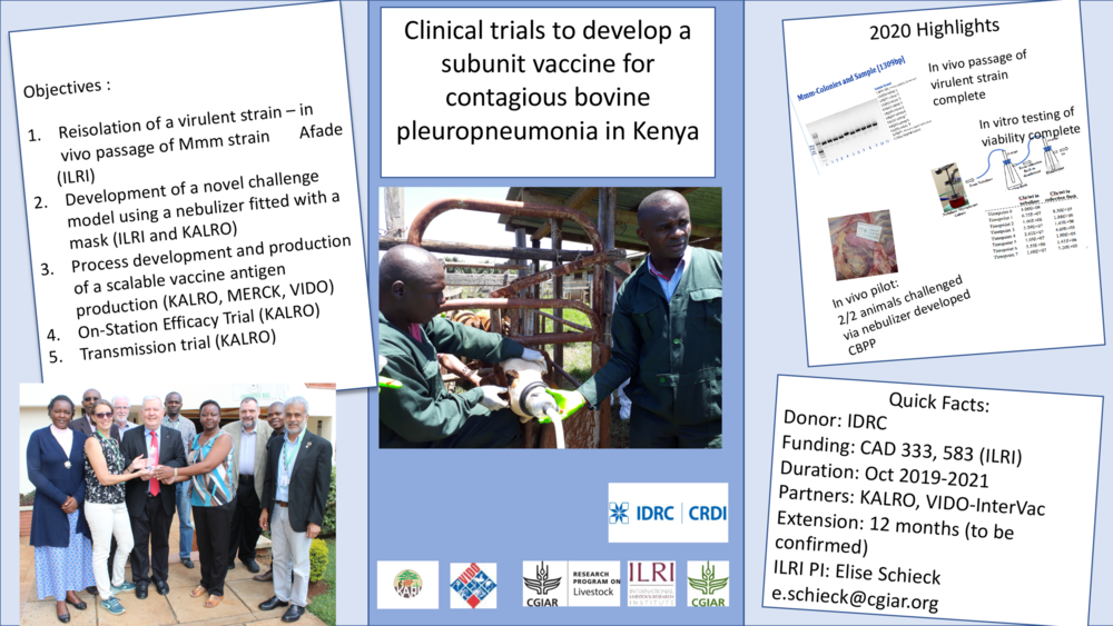 Clinical trials to develop a subunit vaccine for contagious bovine pleuropneumonia in Kenya