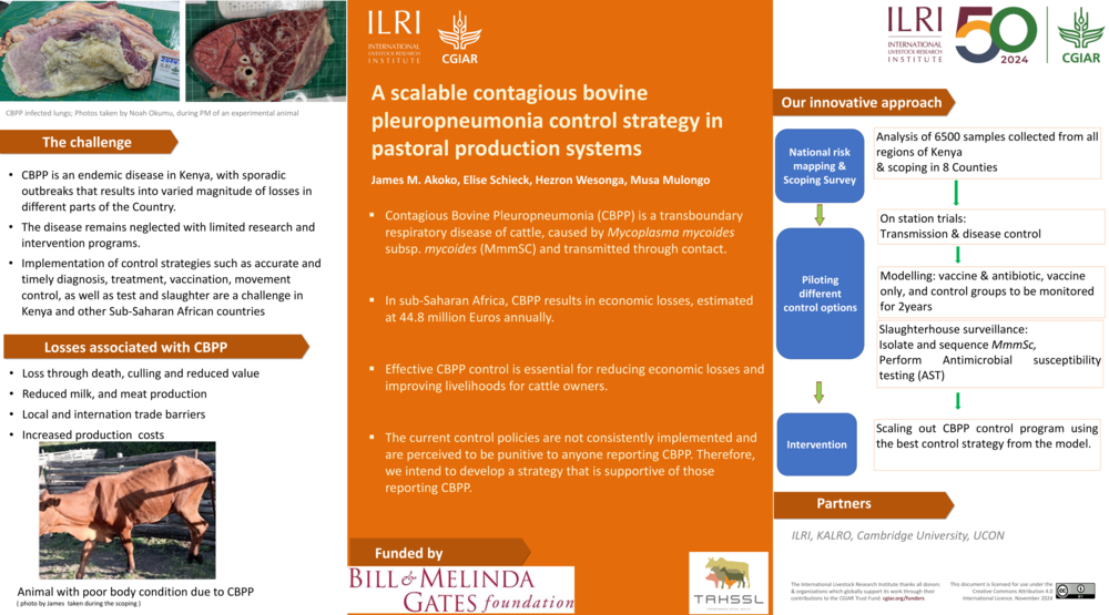 A scalable contagious bovine pleuropneumonia control strategy in pastoral production systems