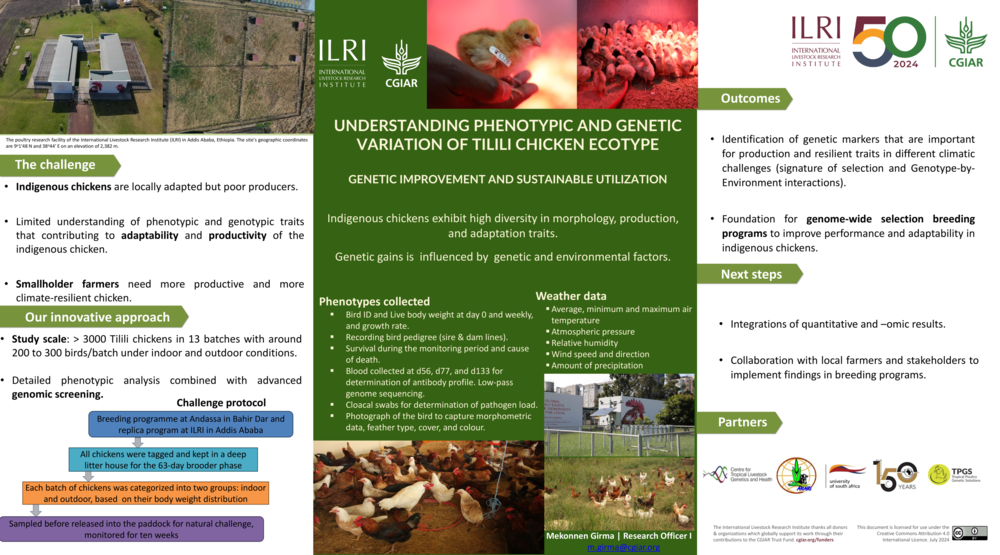 Understanding phenotypic and genetic variation of Tilili chicken ecotype